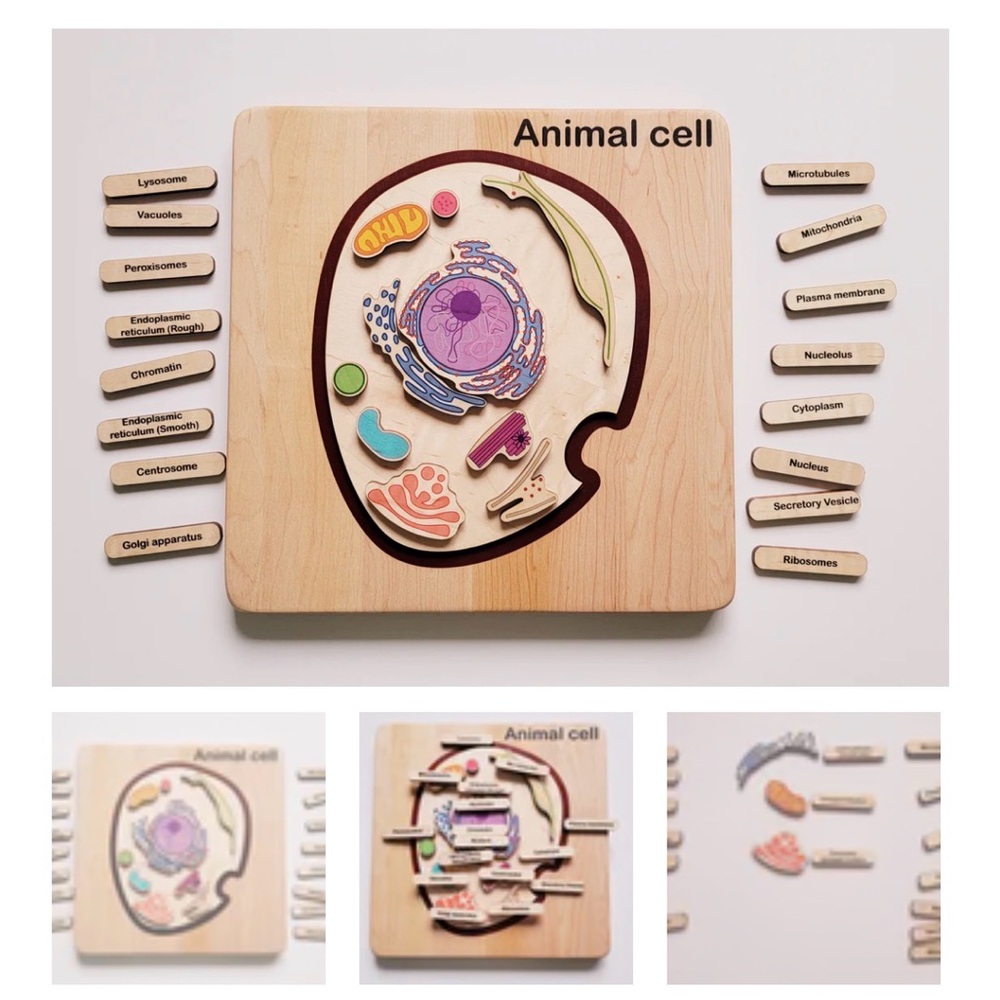 Montessori Animal Cell Puzzle